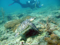 Turtle and diver on the Inside Reef at Lauderdale by the Sea by Michael Kovach 